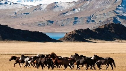 Rundrejse i Mongoliet