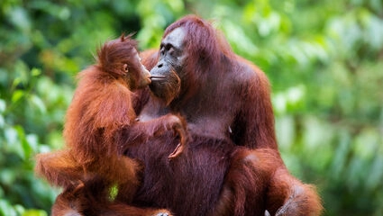 Malaysia med Penang og Borneo